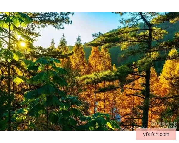 八重神子球棒味评论从初夏神社漫步到夜空焰火的心跳与风铃回响悠扬